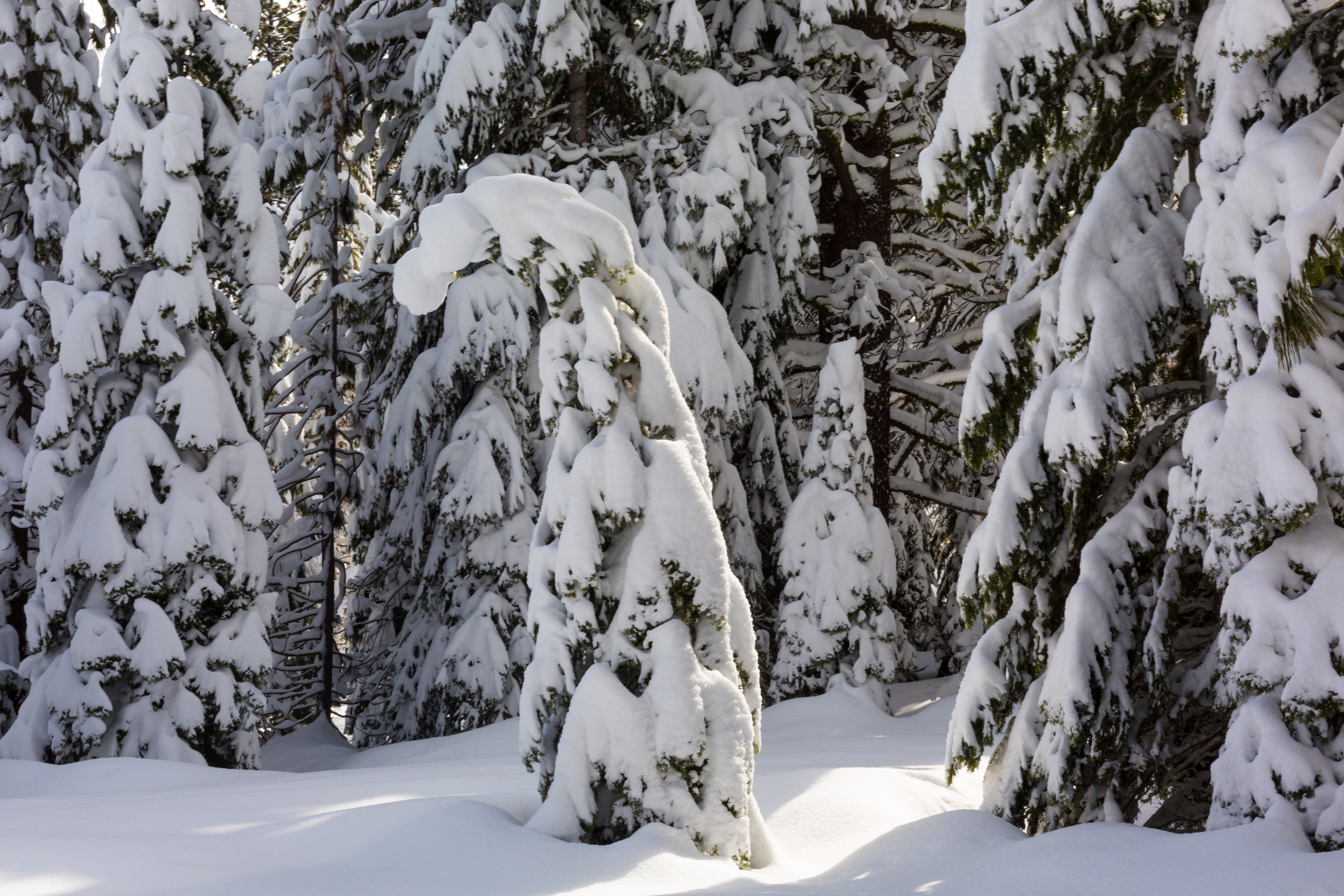 A young pine's top sags under the weight of snow in Lake Tahoe's backcountry.