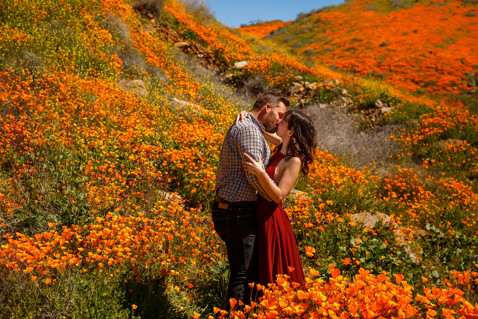 Kissing couple in a field of CA Poppies.