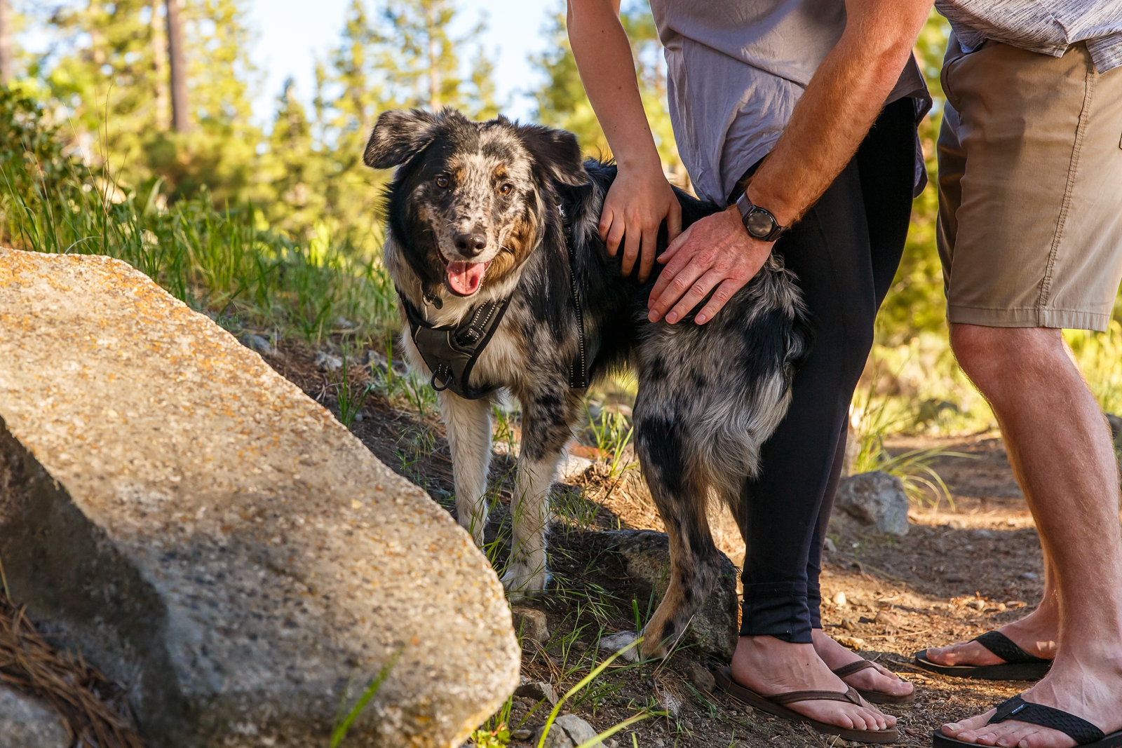 a dog being pet by Lake Tahoe