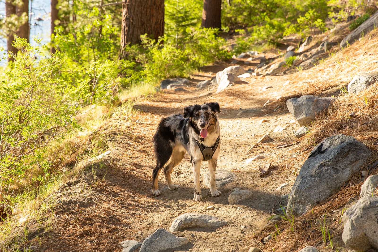 a dog having fun on a trail by Lake Tahoe