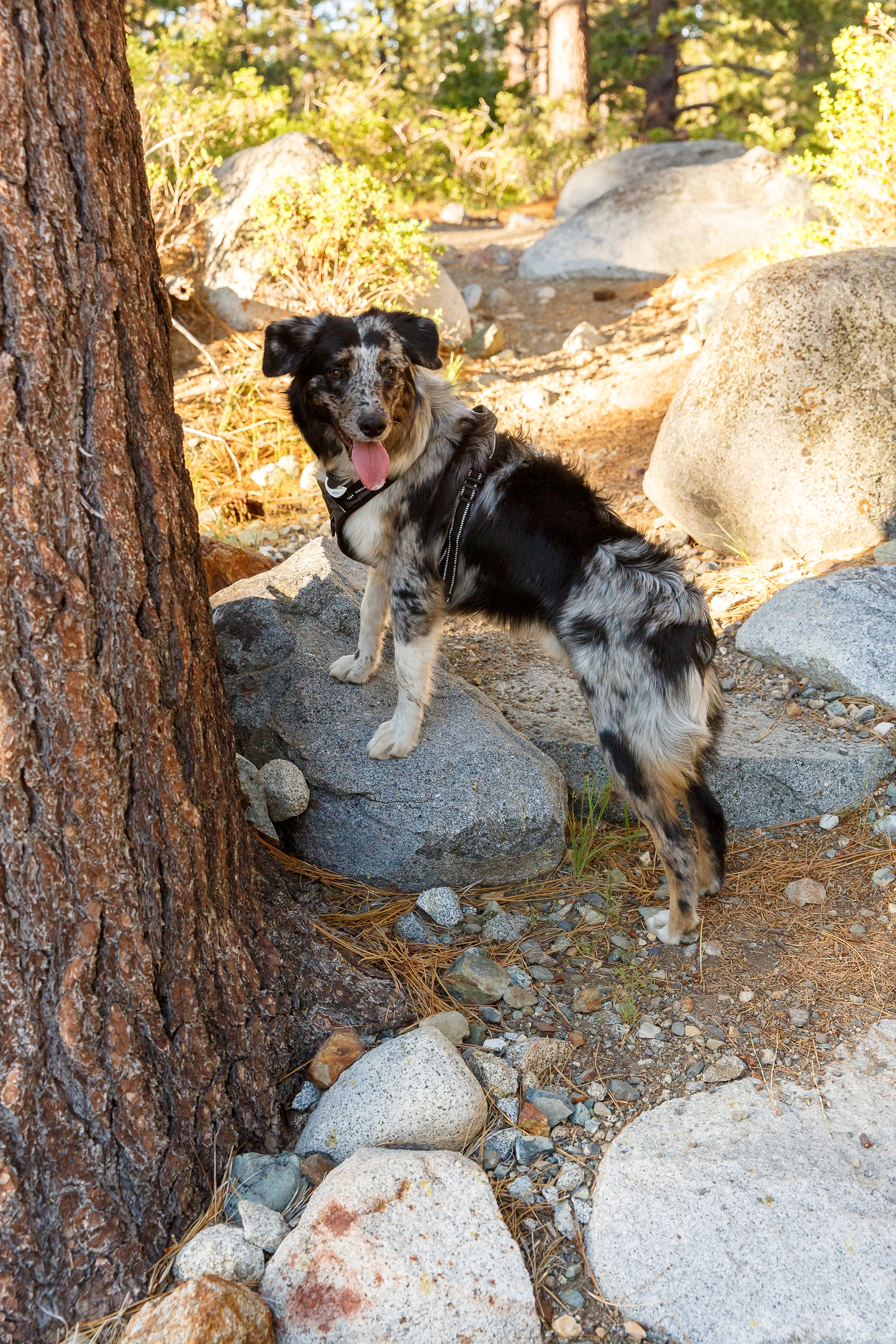 a dog perched on a rock by Lake Tahoe for their adventure session