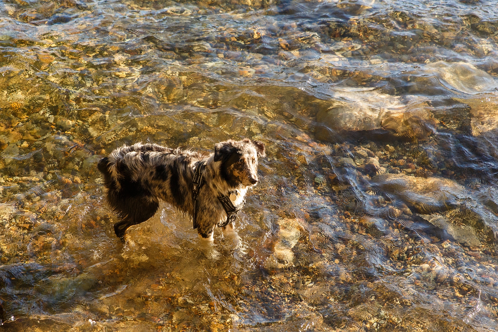 a dog in the Lake Tahoe water