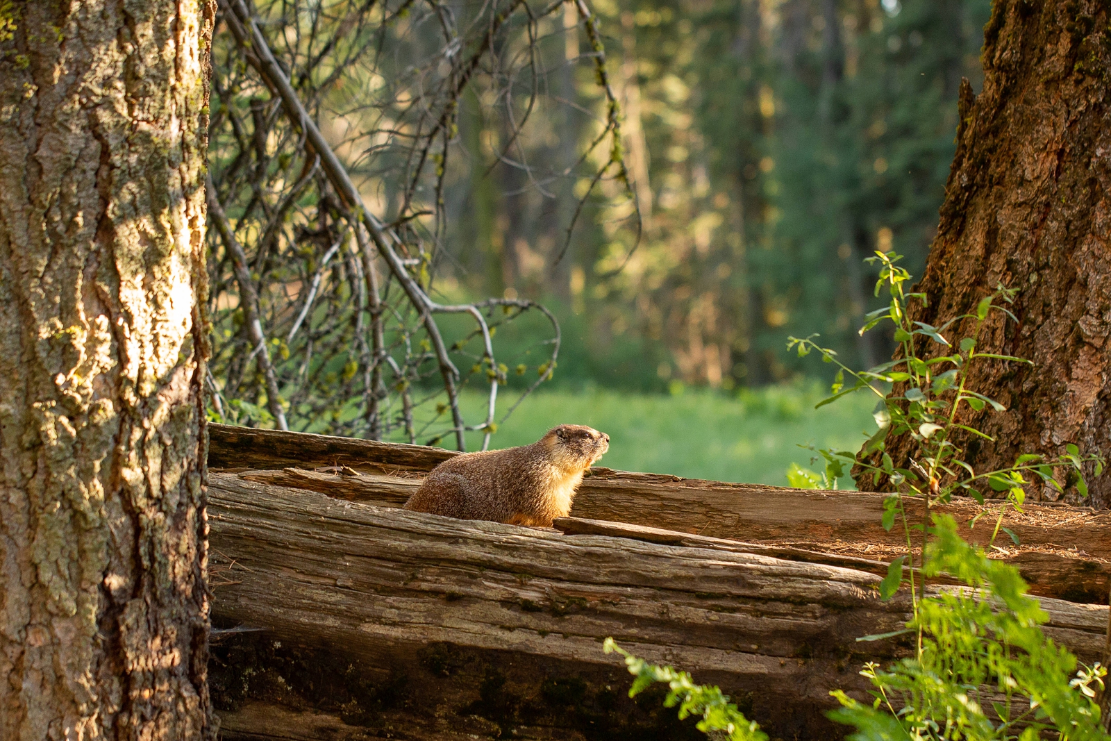 A marmot at a Sequoia National Park engagement session.