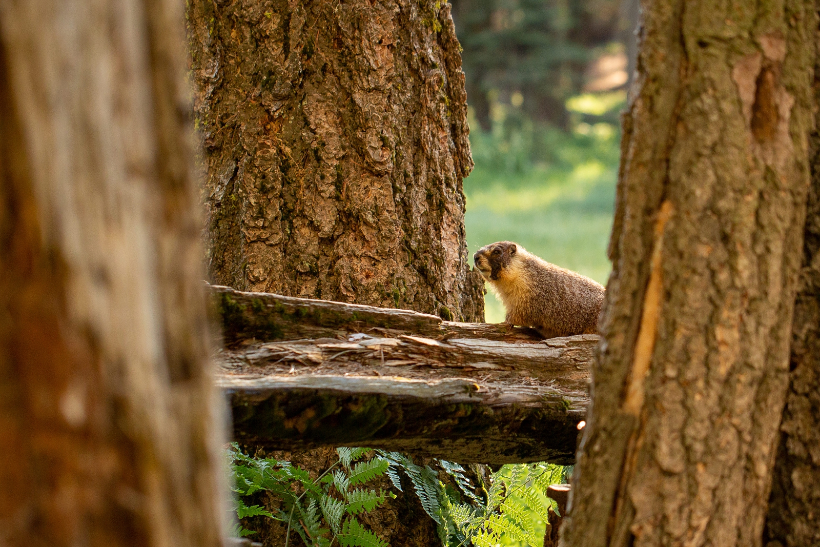 A cheeky marmot at a Sequoia National Park engagement session.