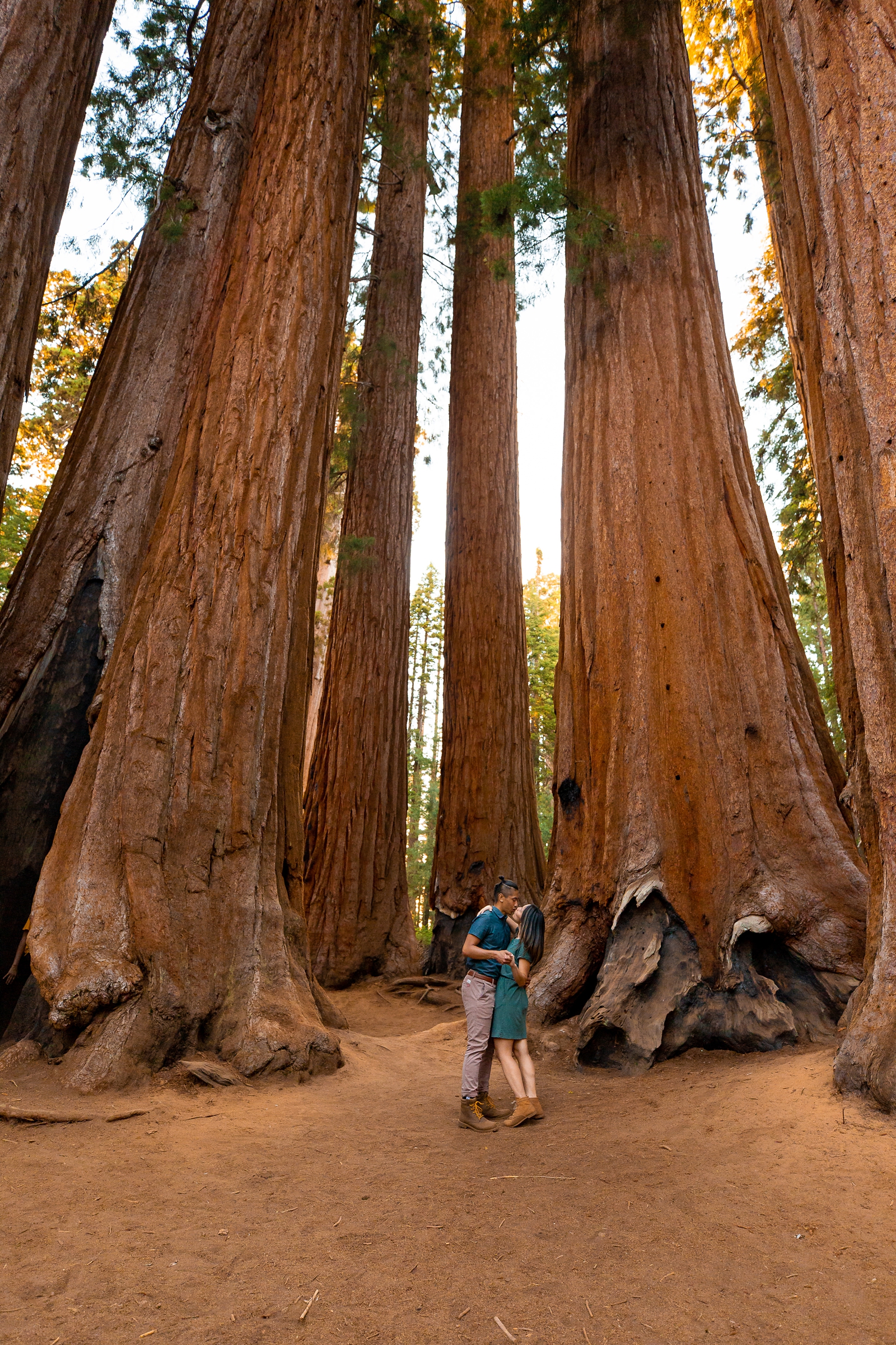 Epic engagement session by giant Sequoias in Sequoia National Park.