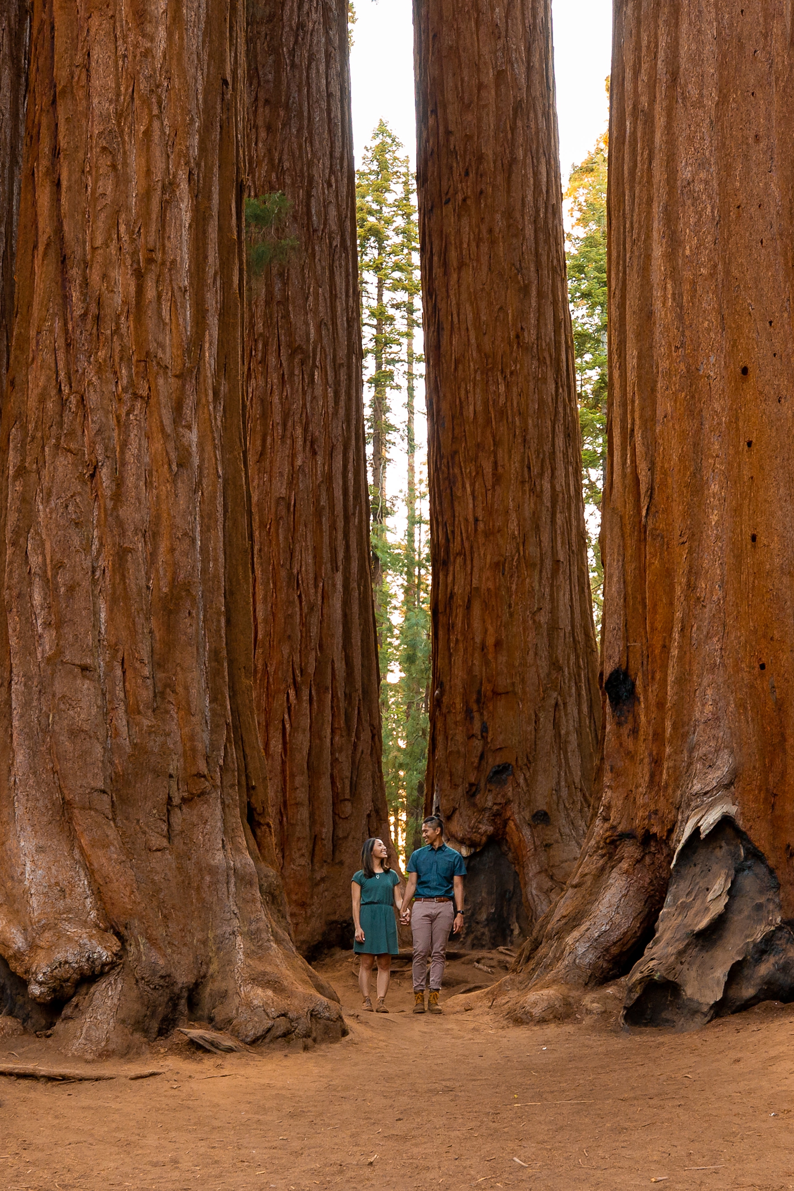 This couple got engaged by giant sequoias in Sequoia National Park. 