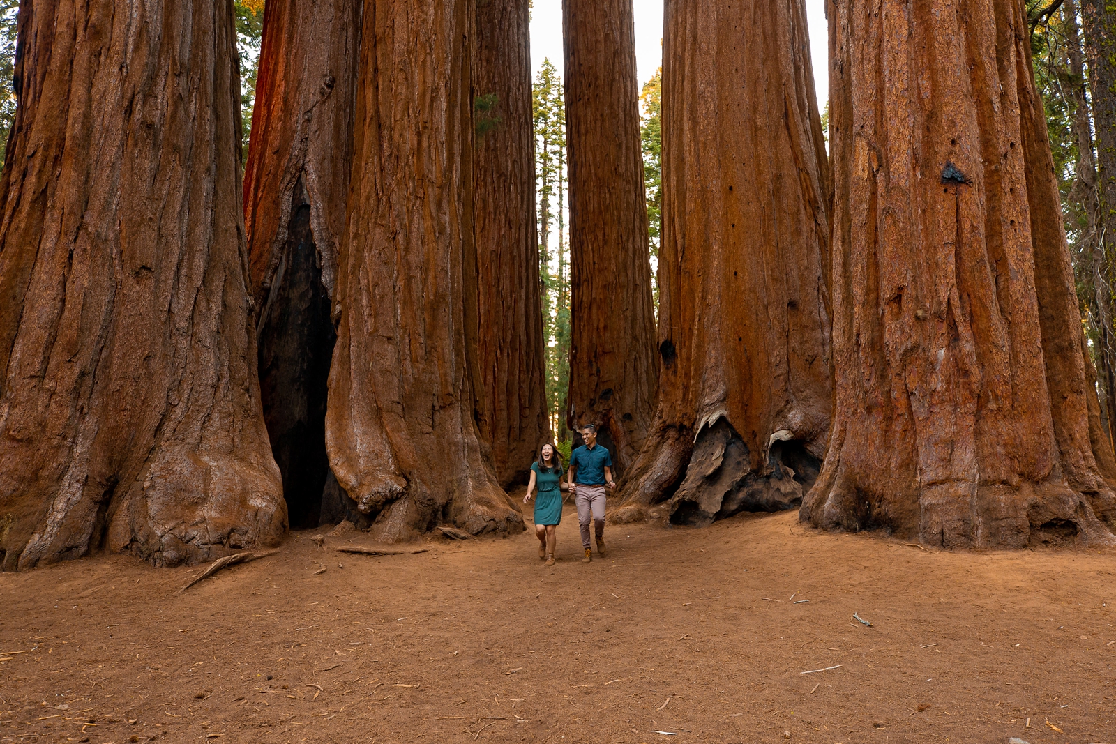 Engaged couple running beneath giant Sequoia trees. 