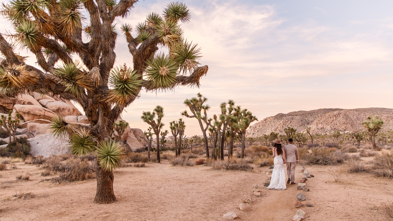 photo of newlyweds walking around Joshua Tree National Park for their elopement