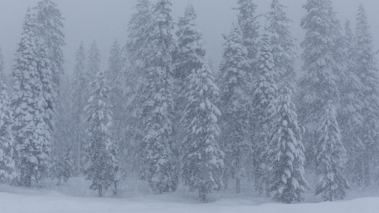 photo of snow covered trees in Lake Tahoe