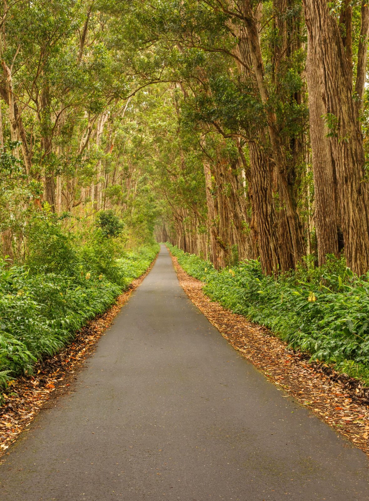 photo of tree-lined road in Hawaii