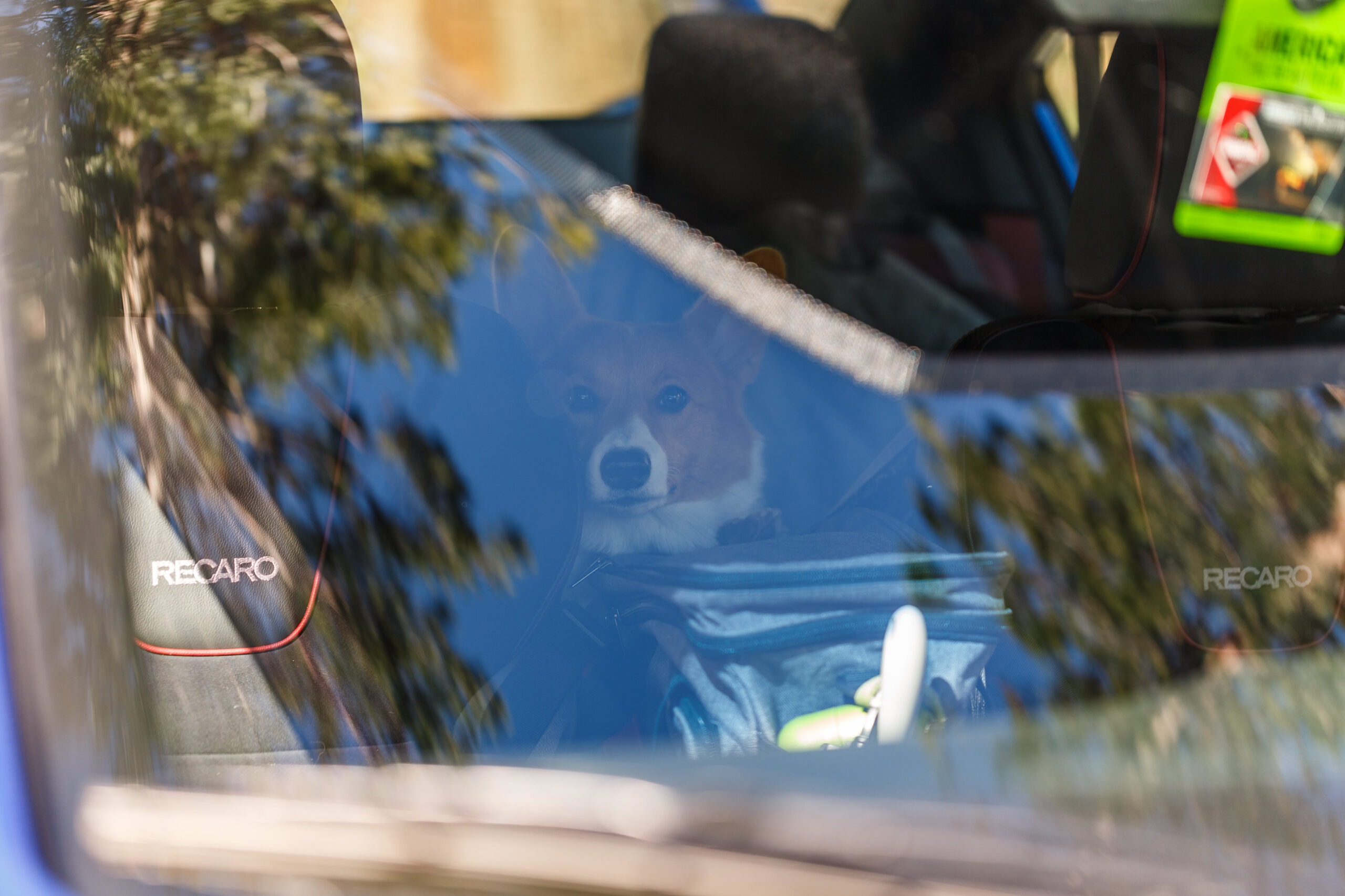 married couple's dog in their car waiting