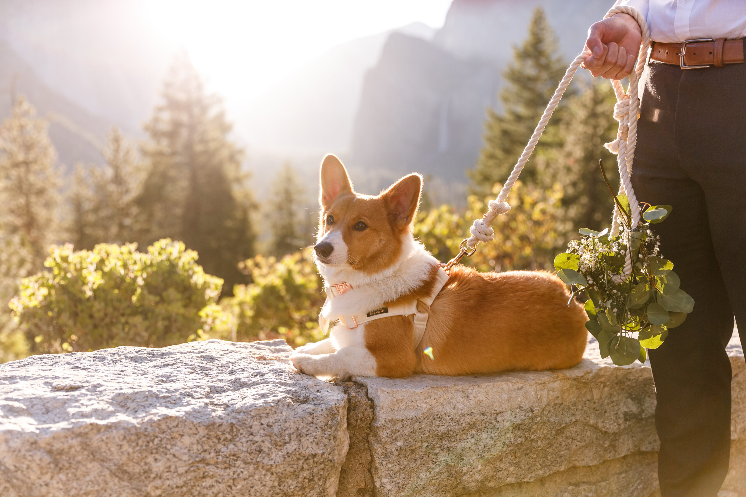 newly married couple's dog during their After Wedding Photoshoot