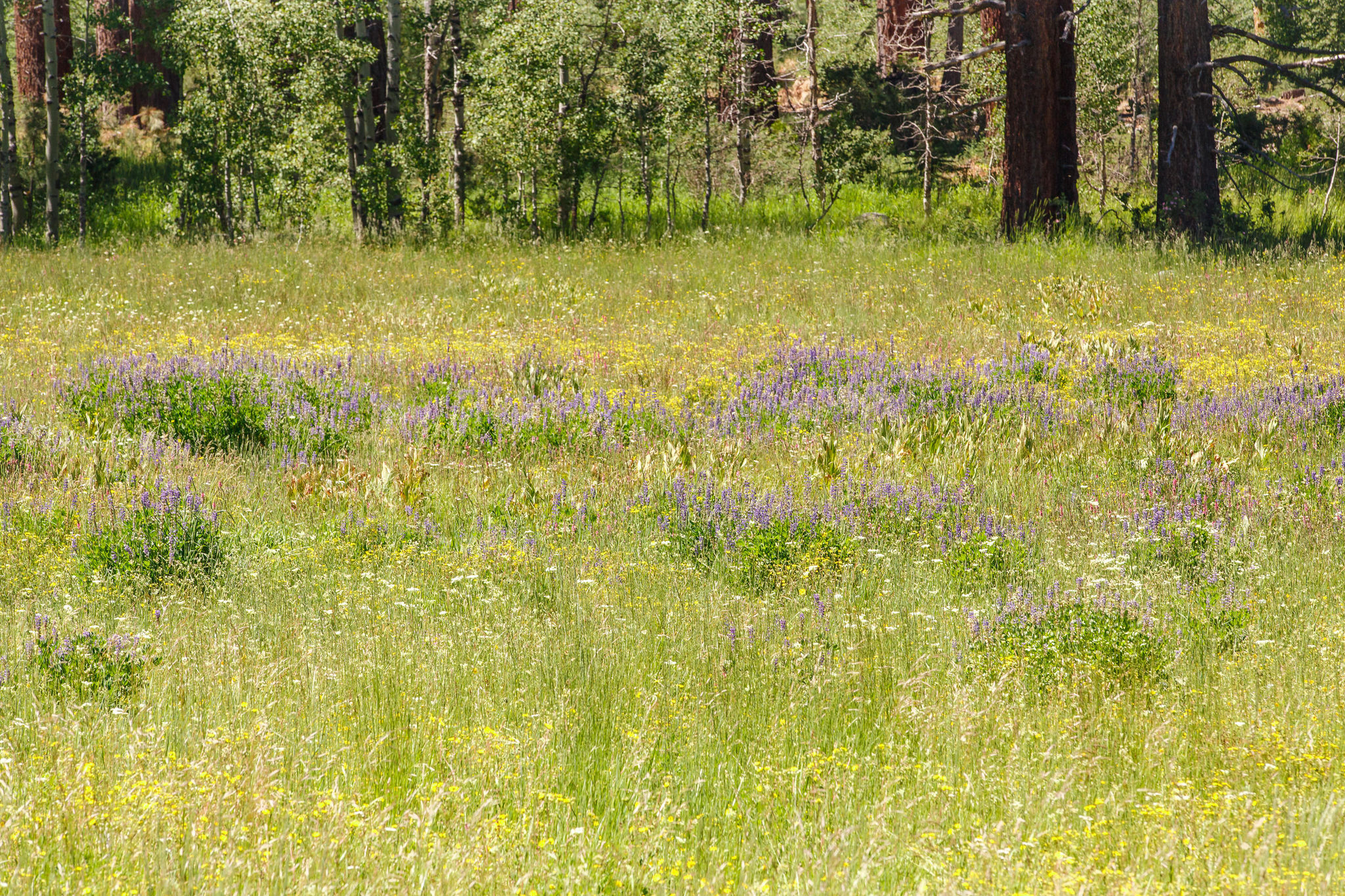 a wildflower meadow scene in lake Tahoe 