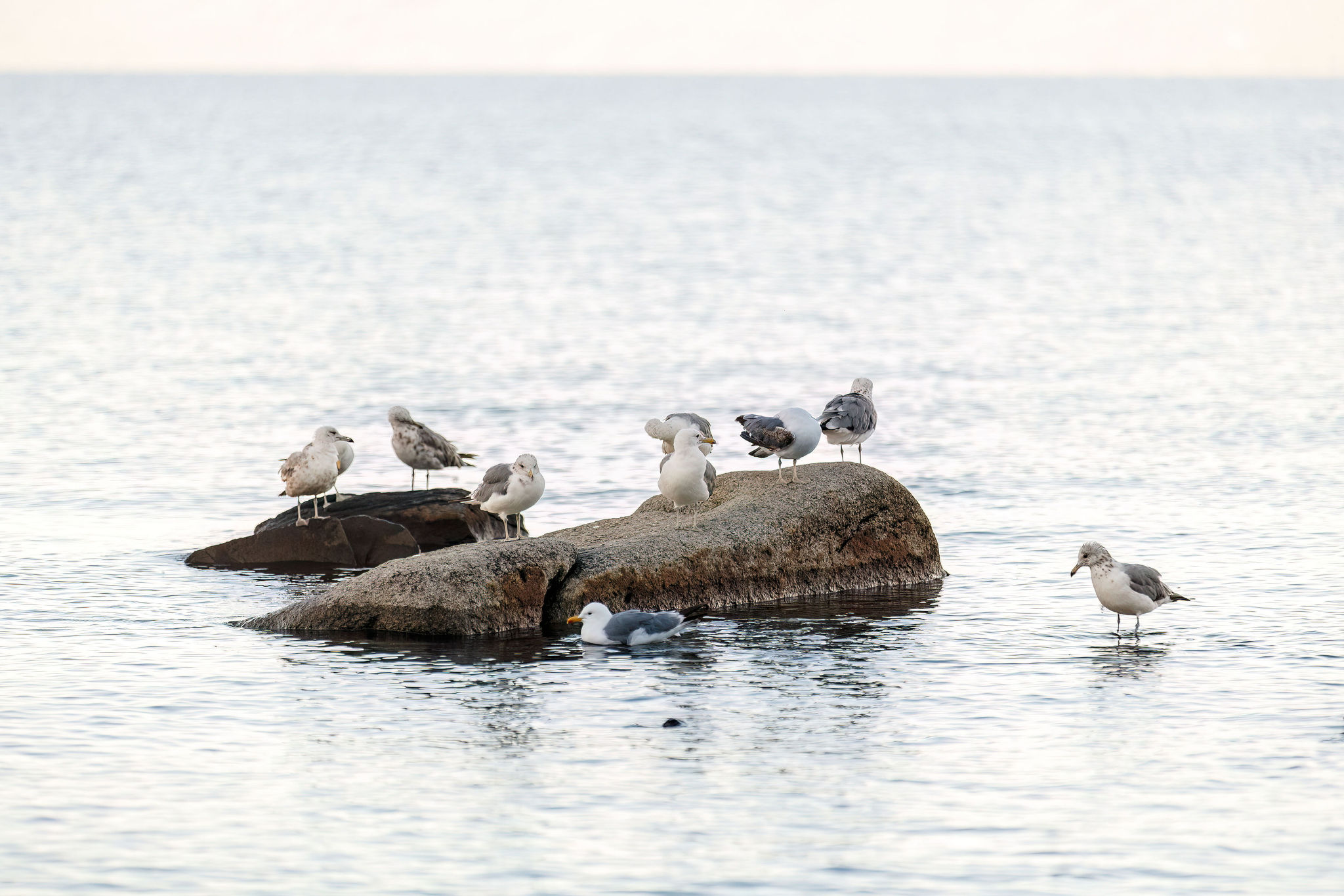 birds on some rocks in lake Tahoe 