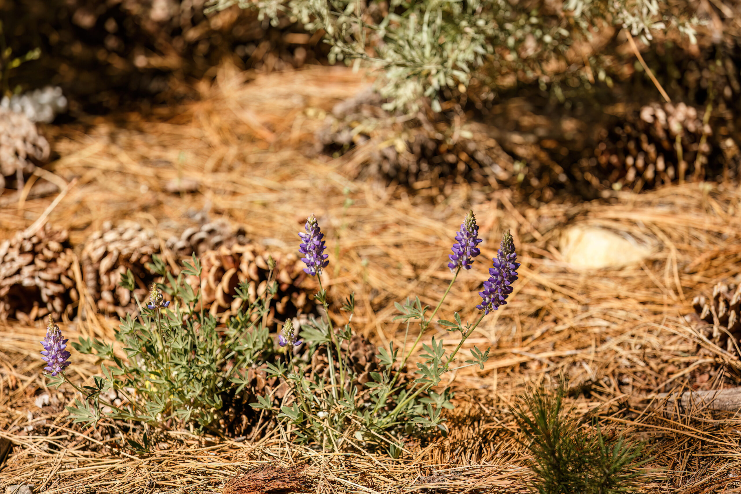 purple plants along the trail in Lake Tahoe