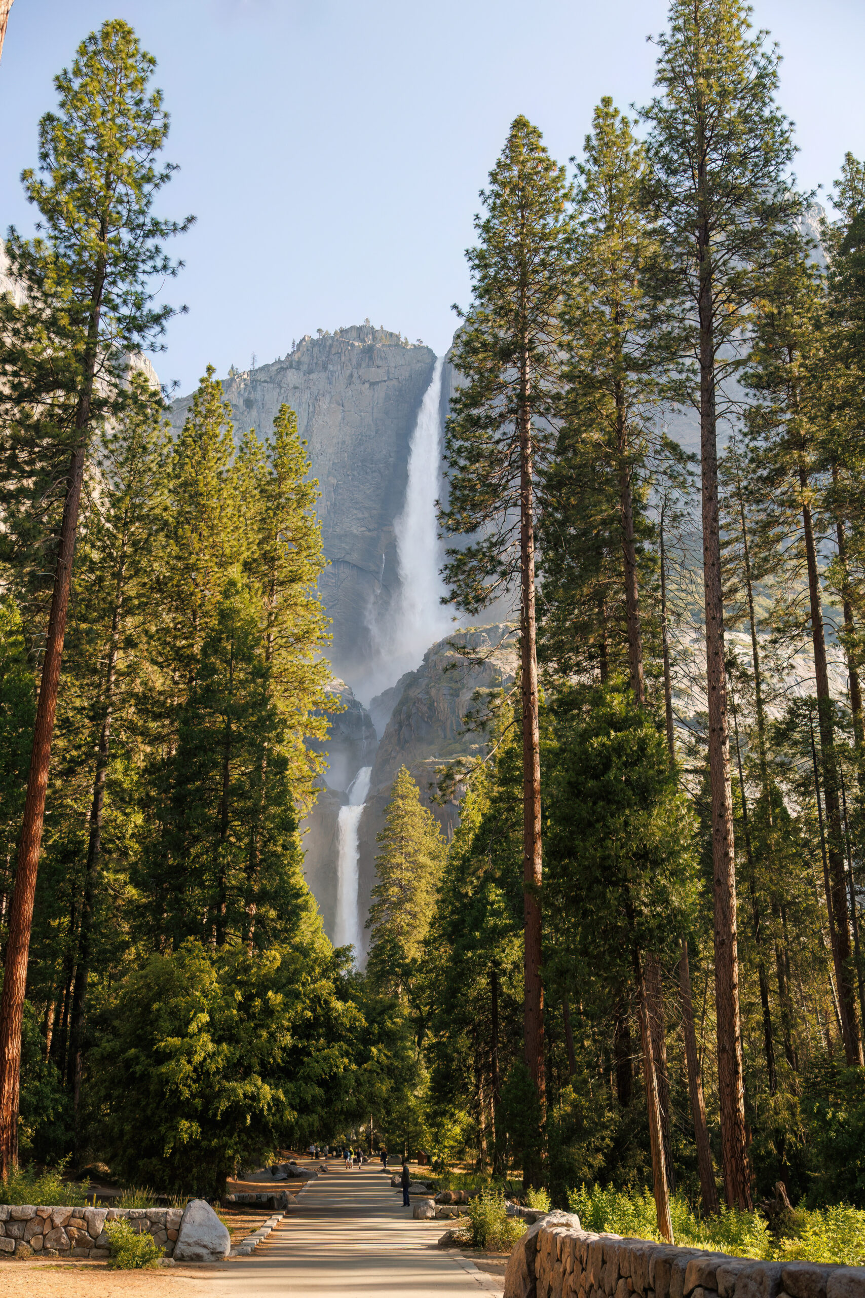 the view of a waterfall between towering pin trees