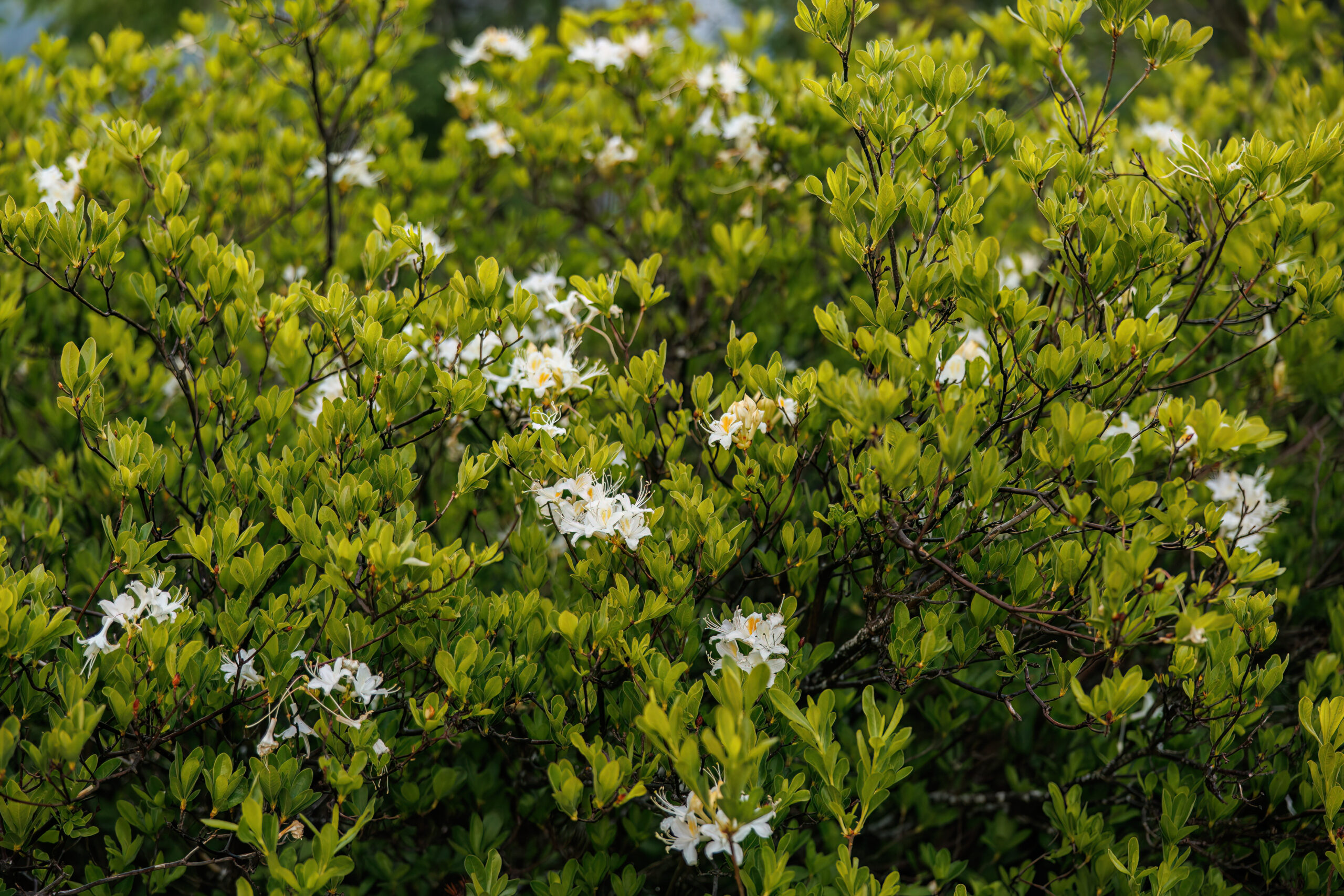 the flowering trees in the valley