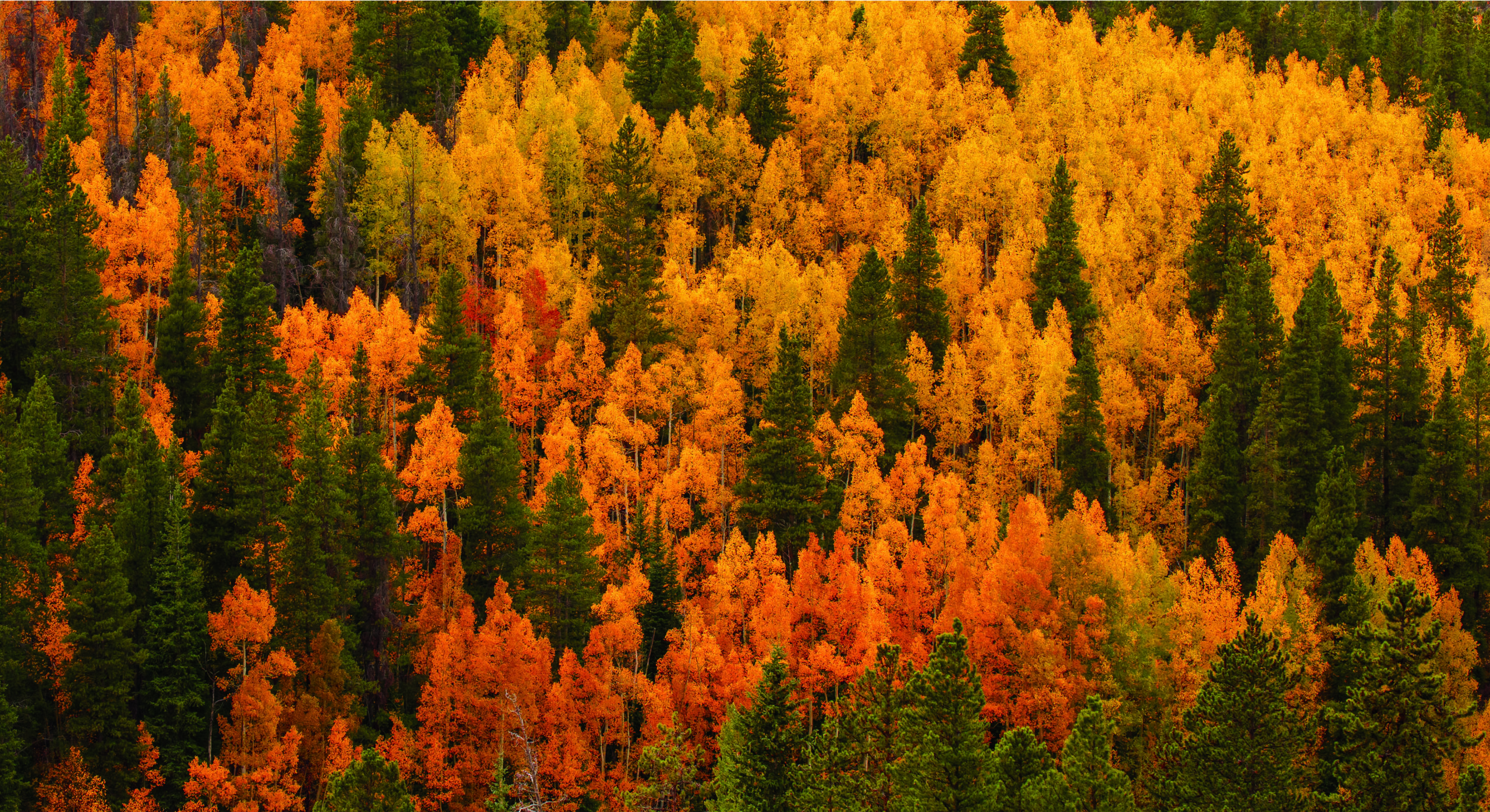 orange and green evergreens in Colorado